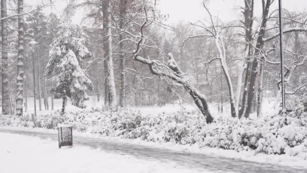 Winter Achtergrond Van Besneeuwde Planten Bomen Takken Het Stadspark Koude — Stockvideo