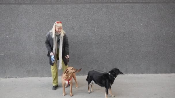 Jovem Hippie Amante Animal Mulher Ter Dificuldade Segurar Dois Cães — Vídeo de Stock
