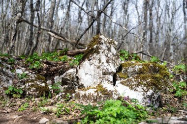 Sırbistan 'ın doğusundaki Rtanj Dağı' nın doğası ve doğal durumunun ayrıntıları. Rtanj dağı, kayalar ve bitki örtüsüyle Sırp piramidi olarak da bilinir..