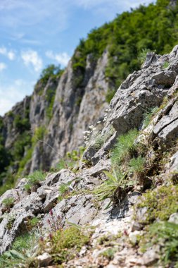 Ovcar ve Kablar dağları Sırbistan 'ın yeni Batı Morava nehri, doğal park, kayalar, ağaçlar ve çimen alanları manzarası. Korunan Sırp doğal parkı.