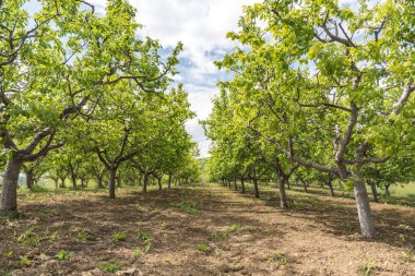 Ovcar ve Kablar dağları Sırbistan 'ın yeni Batı Morava nehri, doğal park, kayalar, ağaçlar ve çimen alanları manzarası. Korunan Sırp doğal parkı.