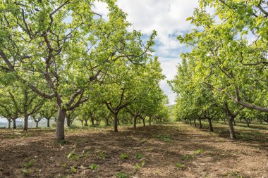 Ovcar ve Kablar dağları Sırbistan 'ın yeni Batı Morava nehri, doğal park, kayalar, ağaçlar ve çimen alanları manzarası. Korunan Sırp doğal parkı.