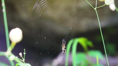Örümcek yeşil arka planda ağda oturuyor. Örümcek ağındaki çiy damlaları (örümcek ağı) duvar kağıdı için yeşil ve bokeh arkaplanlı yakın plan. Vahşi yaşam kavramındaki hayvanlar..