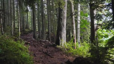 Durmitor Ulusal Parkı 'nda muhteşem bir yaz günü. Zabljak köyü, Karadağ, Balkanlar, Avrupa. Popüler seyahat merkezinin manzaralı görüntüsü. Toprağın güzelliğini keşfedin. Doğa yürüyüşü hedefi