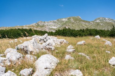 Durmitor Ulusal Parkı 'nda muhteşem bir yaz günü. Zabljak köyü, Karadağ, Balkanlar, Avrupa. Popüler seyahat merkezinin manzaralı görüntüsü. Toprağın güzelliğini keşfedin. Doğa yürüyüşü hedefi