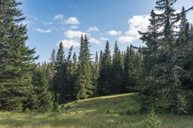 Durmitor Ulusal Parkı 'nda muhteşem bir yaz günü. Zabljak köyü, Karadağ, Balkanlar, Avrupa. Popüler seyahat merkezinin manzaralı görüntüsü. Toprağın güzelliğini keşfedin. Doğa yürüyüşü hedefi