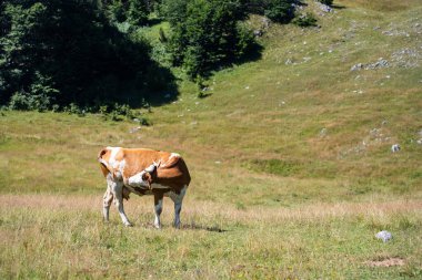 Durmitor Ulusal Parkı 'nda muhteşem bir yaz günü. Zabljak köyü, Karadağ, Balkanlar, Avrupa. Popüler seyahat merkezinin manzaralı görüntüsü. Toprağın güzelliğini keşfedin. Doğa yürüyüşü hedefi