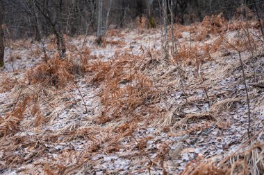 Şubatta Rtanj Dağı 'nda. Sırp dağı ve doğa, kışın yürüyüş yolları var. Rtanj, Sırbistan.