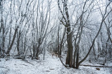 Şubatta Rtanj Dağı 'nda. Sırp dağı ve doğa, kışın yürüyüş yolları var. Rtanj, Sırbistan.