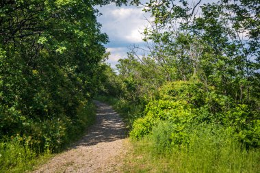 Sırbistan 'daki Ulusal Park Fruska Gora Dağı' nda Forrest. Ağaçlar, bitki örtüsü ve yeşil yapraklar. Doğa yürüyüşü için, sağlıklı yaşam için. Doğal arkaplan.
