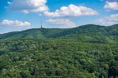 Sırbistan 'daki Ulusal Park Fruska Gora Dağı' nda Forrest. Ağaçlar, bitki örtüsü ve yeşil yapraklar. Doğa yürüyüşü için, sağlıklı yaşam için. Doğal arkaplan.