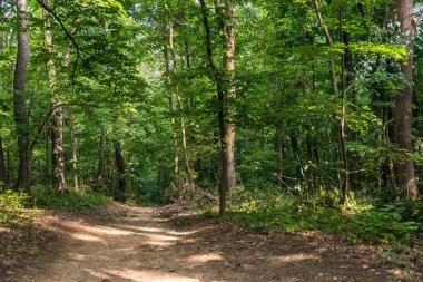 Sırbistan 'daki Ulusal Park Fruska Gora Dağı' nda Forrest. Ağaçlar, bitki örtüsü ve yeşil yapraklar. Doğa yürüyüşü için, sağlıklı yaşam için. Doğal arkaplan.