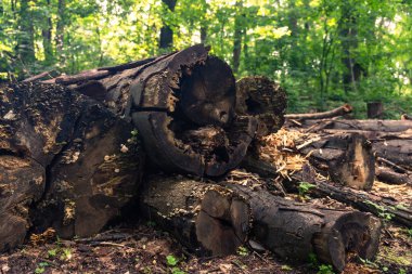 Sırbistan 'daki Ulusal Park Fruska Gora Dağı' nda Forrest. Ağaçlar, bitki örtüsü ve yeşil yapraklar. Doğa yürüyüşü için, sağlıklı yaşam için. Doğal arkaplan.