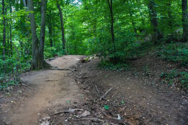 Sırbistan 'daki Ulusal Park Fruska Gora Dağı' nda Forrest. Ağaçlar, bitki örtüsü ve yeşil yapraklar. Doğa yürüyüşü için, sağlıklı yaşam için. Doğal arkaplan.