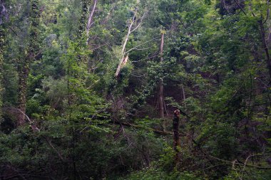 Sırbistan 'daki Ulusal Park Fruska Gora Dağı' nda Forrest. Ağaçlar, bitki örtüsü ve yeşil yapraklar. Doğa yürüyüşü için, sağlıklı yaşam için. Doğal arkaplan.