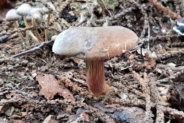 在森林中央的地面上有一个蘑菇 — 图库照片