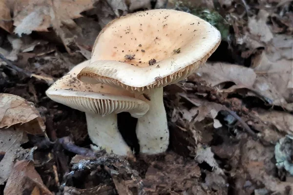 Close Mushroom Ground Middle Forest — Stock Photo, Image