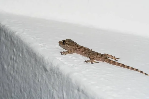 Mały Gecko Ścianie Domu — Zdjęcie stockowe