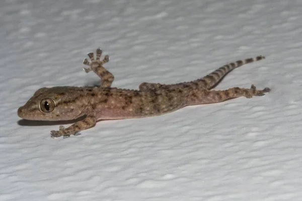 Petit Gecko Sur Mur Maison — Photo
