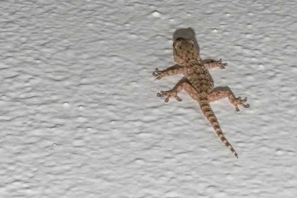 Mały Gecko Ścianie Domu — Zdjęcie stockowe