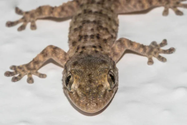 Kleiner Gecko Der Hauswand — Stockfoto