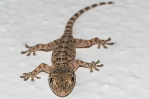 Kleiner Gecko Der Hauswand — Stockfoto
