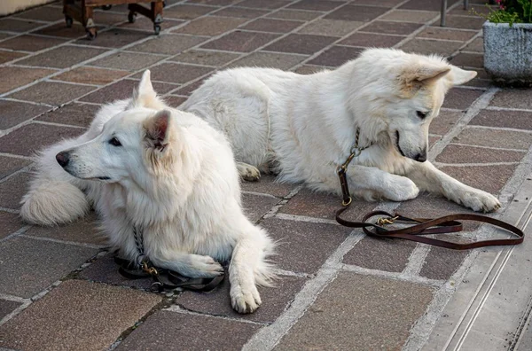 Pair of Swiss Shepherd Dogs posing in a street