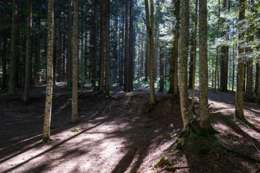 Natural landscape within the forest