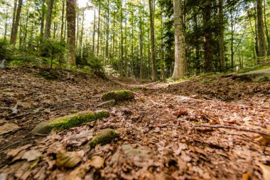 Natural landscape within the forest