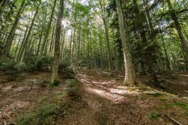 Natural landscape within the forest