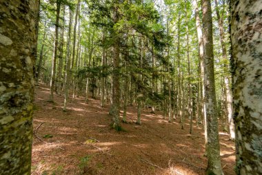 Natural landscape within the forest