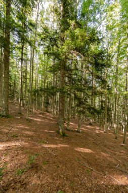 Natural landscape within the forest
