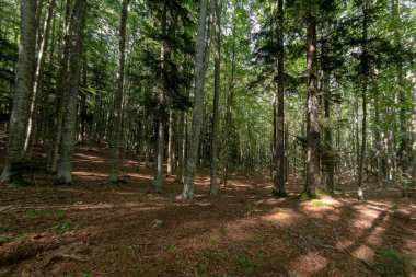 Natural landscape within the forest