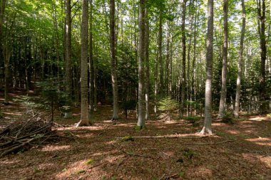 Natural landscape within the forest