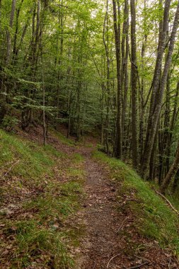Natural landscape within the forest