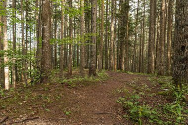 Natural landscape within the forest