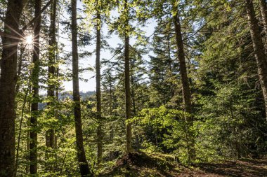Natural landscape within the forest