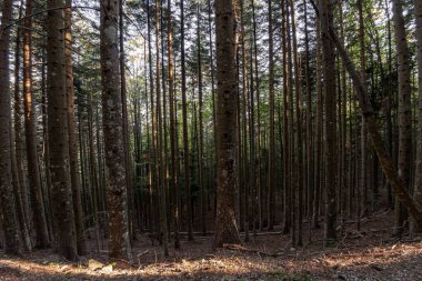 Natural landscape within the forest