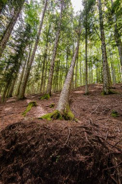Natural landscape within the forest