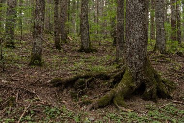 Natural landscape within the forest