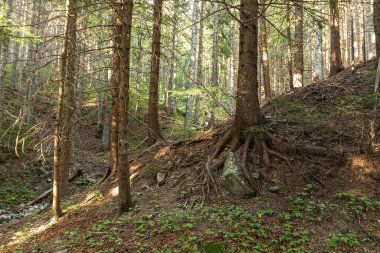 Natural landscape within the forest