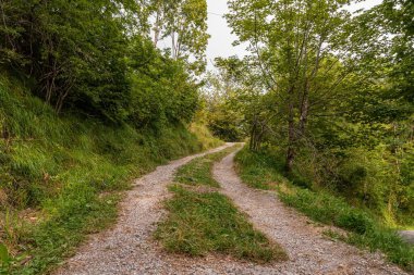 View of a road in the woods