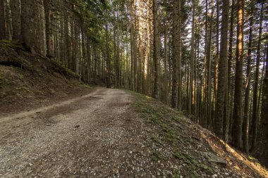 View of a road in the woods
