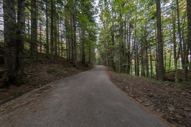 View of a road in the woods