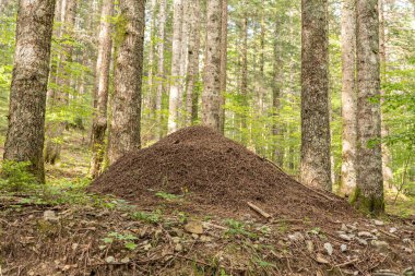 Ormanda büyük bir termit tepeciği