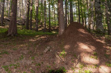 Ormanda büyük bir termit tepeciği