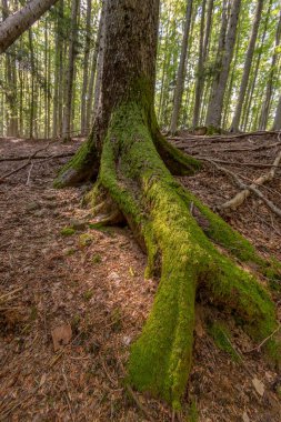 Ön plandaki çalılıkların görüntüsü