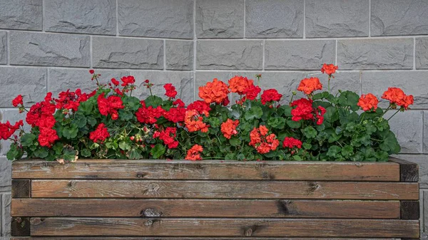 Wooden planter pot background with red geraniums