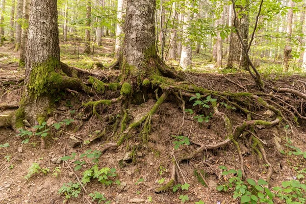 stock image View of the undergrowth in the foreground