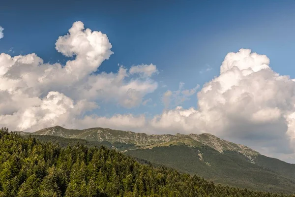 나무와 구름낀 파노라마 — 스톡 사진